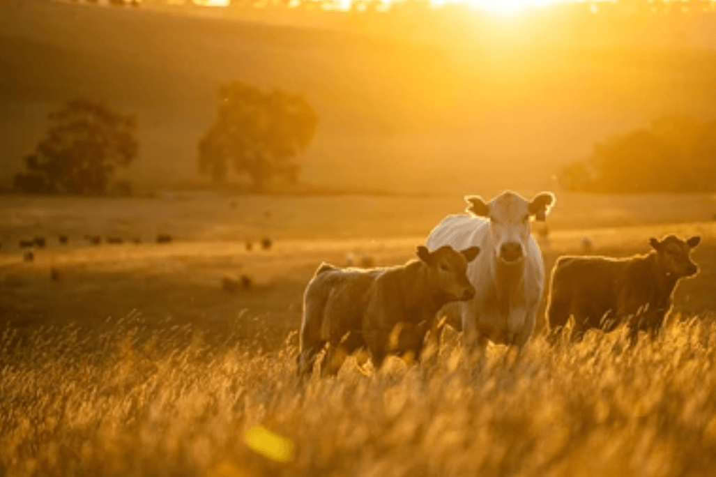 Szczepionka na gaz cieplarniany