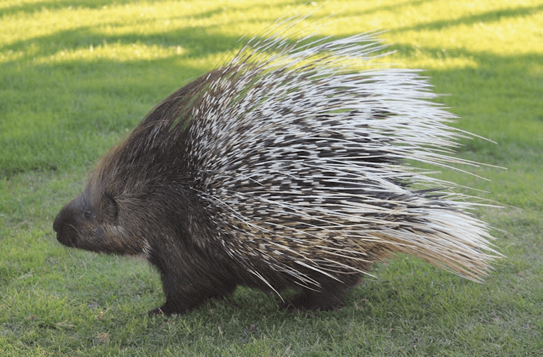 Jeżozwierz zaatakował mężczyznę. Wbil w niego kilkadziesiąt kolców