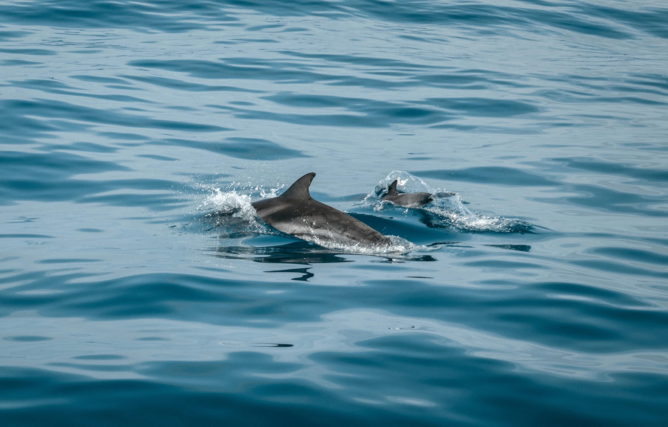 Szokujące zjawisko: Dwa delfiny przypłynęły do Polski [VIDEO]